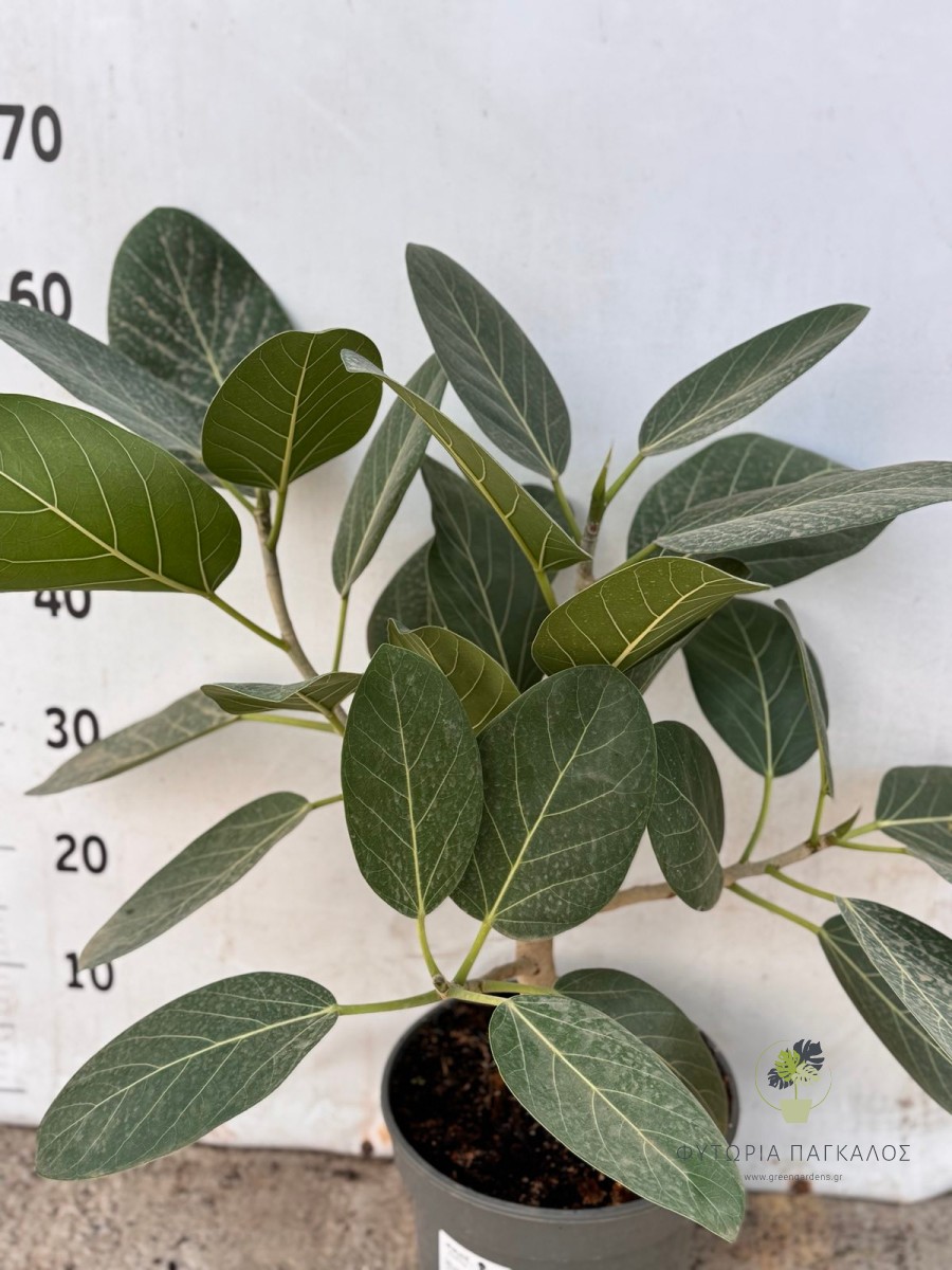 Φίκος Audrey (Ficus Audrey) - 
